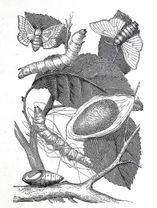 Mulberry Moth Developmental Forms Print