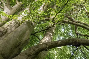 Denmark Coast Prints: Multi-trunked old beech tree, Humlebaek