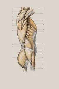 Muscle Structure of the Torso Print, Anatomical Illustration