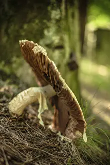 Uninhabited Forest Landscape Prints: Mushroom