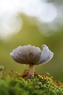 Central Europe Deciduous Forests Prints: Mushroom in the moss, beech forest