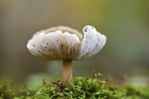 Fagaceae Family Plants Prints: Mushroom in the moss, beech forest