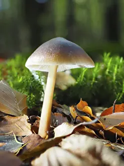 Images Dated 25th October 2024: Mushroom Strobilurus Print, North Rhine-Westphalia, Germany