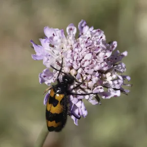 Deserted Landscape Images Prints: Mylabris polymorpha, blister beetle - Mylabris polymorpha