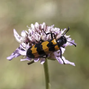 Blister Beetle Prints: Mylabris polymorpha Print - Blister Beetle