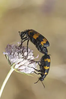 Animal Behaviour Photography Prints: Mylabris variabilis