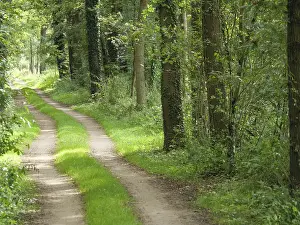 German Countryside Scenery Prints: A narrow forest path winds its way through a dense