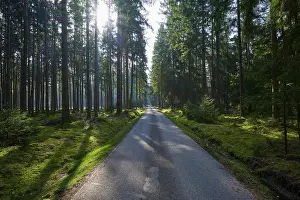 Southern German Countryside Prints: A narrow path leads through a dense forest