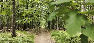 European Hiking Trails Prints: Narrow path lined with deciduous trees through a green forest