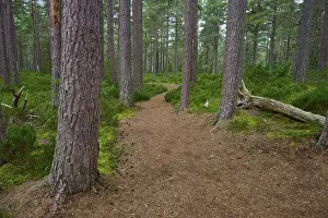 Northern Europe Nature Shot Prints: Narrow path through a pine forest surrounded by green moss