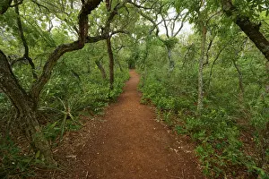 Prints of A narrow path winds through a dense, green forest with lush foliage and a tranquil atmosphere, Red-footed Cariama (Cariama cristata), Buraco Das Araras Bonito, Pantanal, Brazil Seriemas Prints: Red-footed Cariama in Pantanal Forest Print