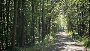 German Federal Republic Scenery Prints: A narrow, sun-drenched path leads through a dense