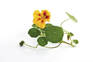 Kitchen Herb Spice Prints: Nasturtium