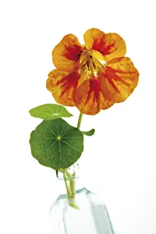 Nasturtium Flower Prints: Nasturtium