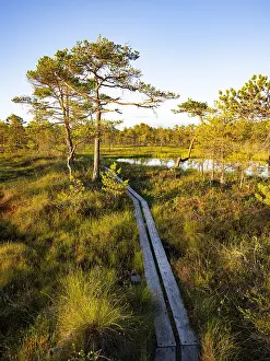 Prints of Natural landscape with pine trees and a wooden path in the light of the setting sun over a quiet swamp moor with pine trees, Hallefors, Orebro Orebro Prints: Natural Landscape Print: Hallefors, Sweden