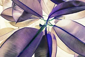 High Angle View Of Leaves Prints: Natural Leaf Texture Background