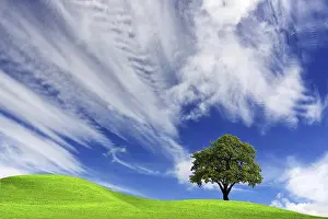 Oak Tree Silhouettes Prints: Nature