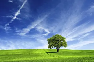 Oak Tree Landscape Prints: Nature