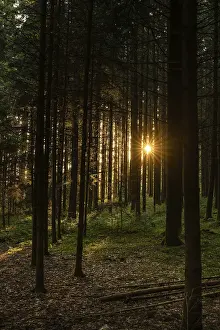 Wooded Countryside Scene Prints: Nature, forest, light and shadow