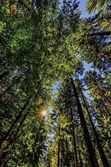 Wooded Countryside Scene Prints: Nature, forest, light and shadow