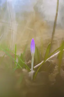 Early Blooming Plants Prints: Nature photograph of a spring crocus (Crocus vernus) in diffuse light