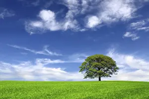 Oak Trees In Agriculture Prints: Nature on sky background
