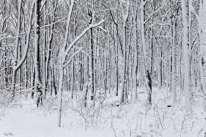 Quebec Province Canada Prints: Nature, snow covered tree trunks