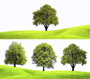 Deciduous Tree Background Prints: Nature tree background