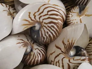 Deserted Marine Animal Prints: Nautilius shells