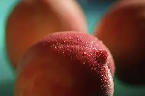 Studio Food Shots Prints: Nectarine (Prunus spec.)