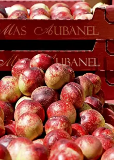 Deserted Market Scene Prints: Nectarines