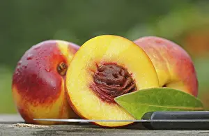 Fresh Nectarines Prints: Nectarines with drops of water