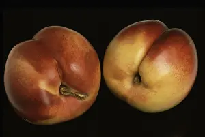 Stone Fruit Nutrition Prints: Nectarines, a mutation of the peach
