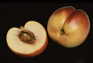 Peach Mutation Prints: Nectarines, a mutation of the peach