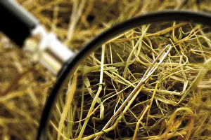 Detailed Studio Photography Prints: Needle in a stack of hay, loupe