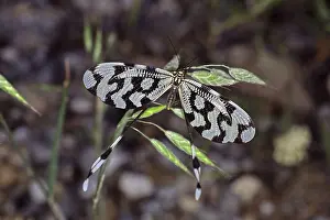 Neuropteran Wildlife Prints: Nemoptera sinuata, web-winged