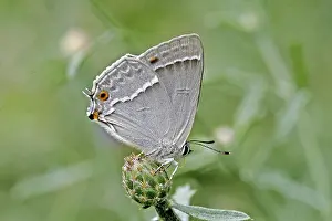 Wildlife Photography Natural Environments Prints: Neozephyrus quercus, Quercusia quercus