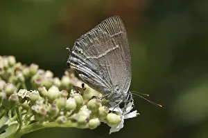 Blue Oaktip Butterfly Prints: Neozephyrus quercus, Quercusia quercus