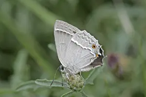 Blue Oaktip Butterfly Prints: Neozephyrus quercus, Quercusia quercus