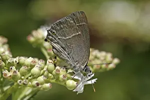 Gossamer Winged Insect Prints: Neozephyrus quercus, Quercusia quercus