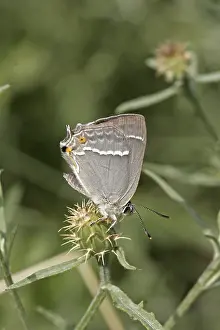 Blue Oaktip Butterfly Prints: Neozephyrus quercus, Quercusia quercus