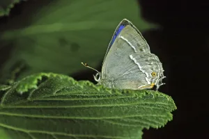 Blue Oaktip Butterfly Prints: Neozephyrus quercus, Quercusia quercus