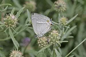 Blue Oaktip Butterfly Prints: Neozephyrus quercus, Quercusia quercus