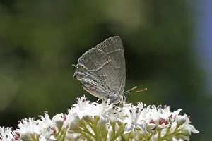 Blue Oaktip Butterfly Prints: Neozephyrus quercus, Quercusia quercus