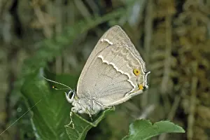 Quercusia Quercus Prints: Neozephyrus quercus, Quercusia quercus