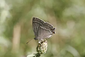 Deciduous Tree Wildlife Photography Prints: Neozephyrus quercus, Quercusia quercus