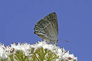 Oak Tree Wildlife Photography Prints: Neozephyrus quercus, Quercusia quercus