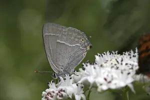 Blue Oaktip Butterfly Prints: Neozephyrus quercus, Quercusia quercus