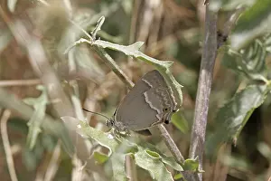 Blue Oaktip Butterfly Prints: Neozephyrus quercus, Quercusia quercus