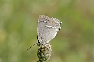 Blue Oaktip Butterfly Prints: Neozephyrus quercus, Quercusia quercus
